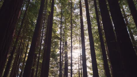 Impressive-tall-redwood-trees-in-forest-with-magical-sunlight-and-lens-flare