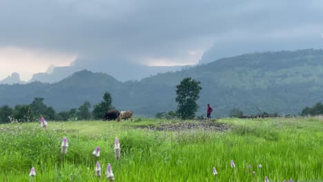 印度西部高<unk>的kalsubai-harishchandragad野生動物保護區的霧<unk>山脈附近與農民一起放牧的動物農場