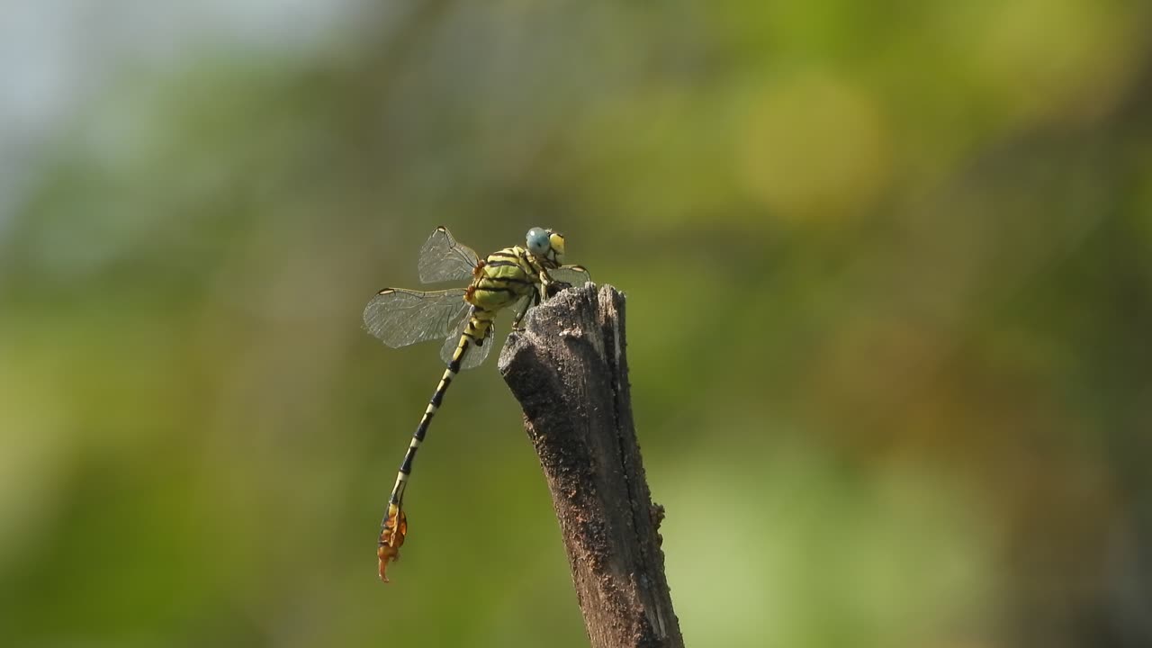 libélula en el viento - relajante