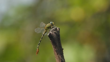 dragonfly in wind - relaxing