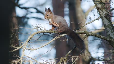 wild squirrel climbing in tree sitting on the branch