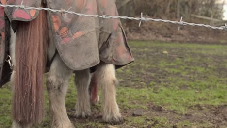 Pferd-Mit-Decke-Weidet-Im-Winter