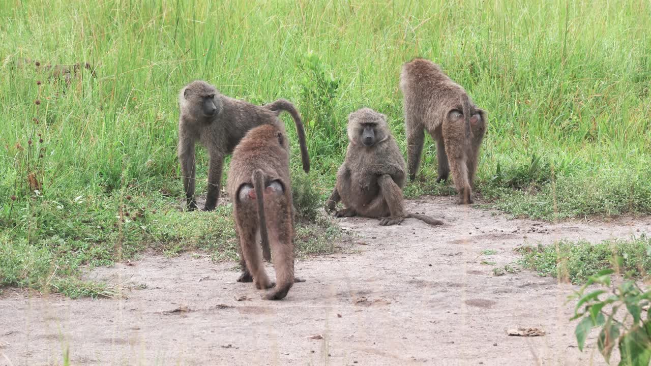 familia de babuinos en un campo de hierba verde en uganda, áfrica oriental