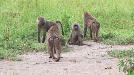 family of baboons on green grassy field in uganda, east africa