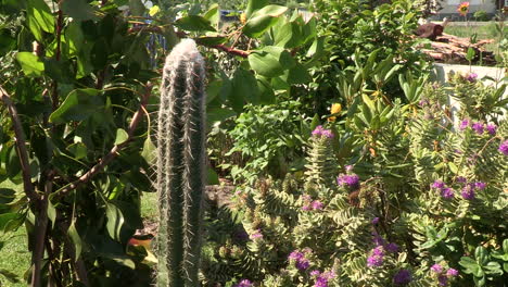 garden with several flowers, where a large cactus with spikes and white fur stands out