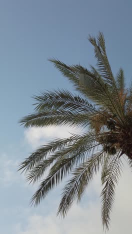blue sky and palm tree view from below. vertical orientation stories.