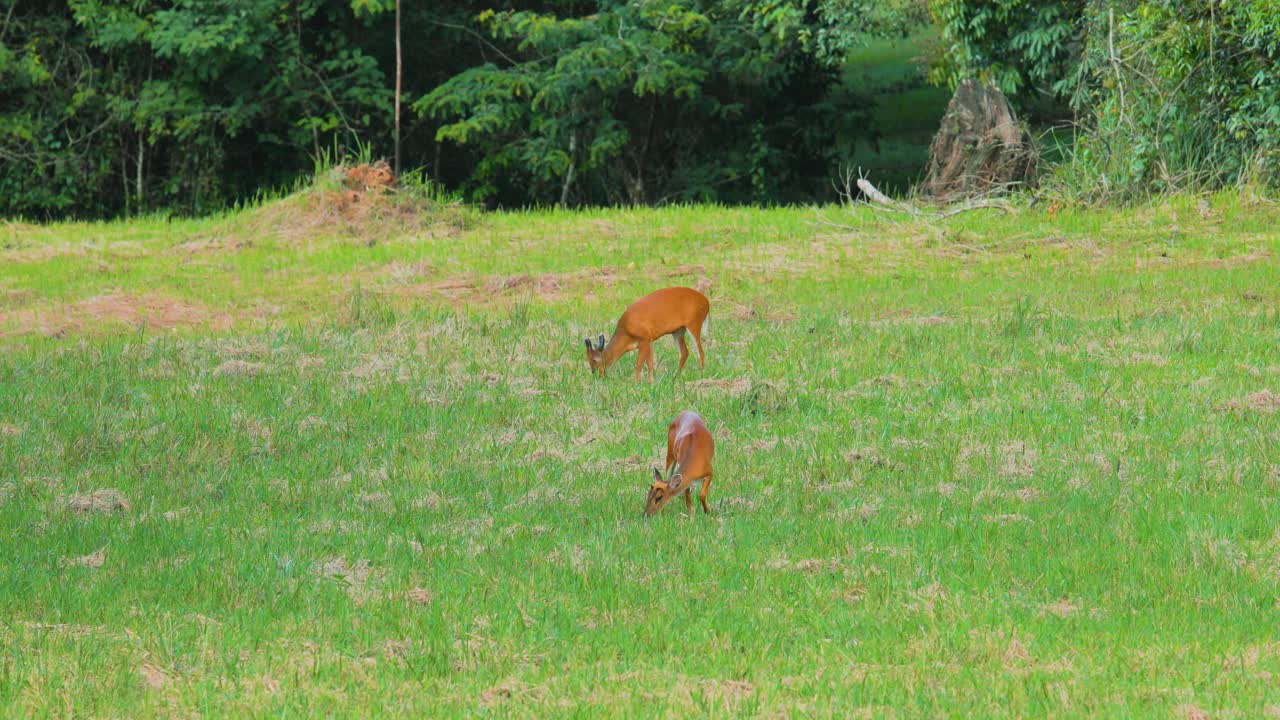 태국 의 카오 야이 국립 공원 에서 잔디 를 잡는 사 ⁇