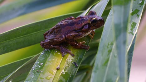 this is a static video of a cuban tree frog sideways on some plant leaves