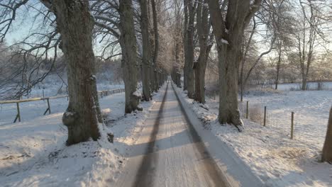 flying over a picturesque road through many old oaktrees in a beautiful snowy landscape in karlskrona, south of sweden