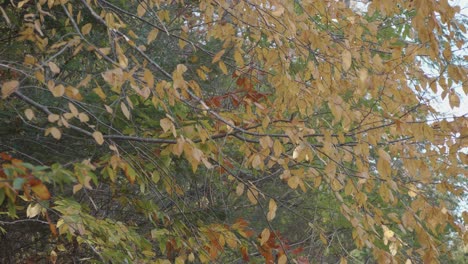 autumn leaves in trees along the wissahickon creek