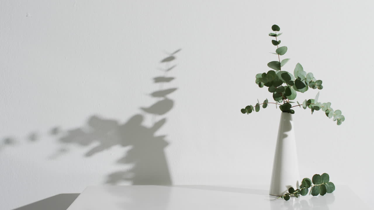 ⁇ 색 배경 에 복사 공간 을 가진  ⁇ 색 꽃병 에 있는 초록색 잎 을 가진 가지 들 의 비디오