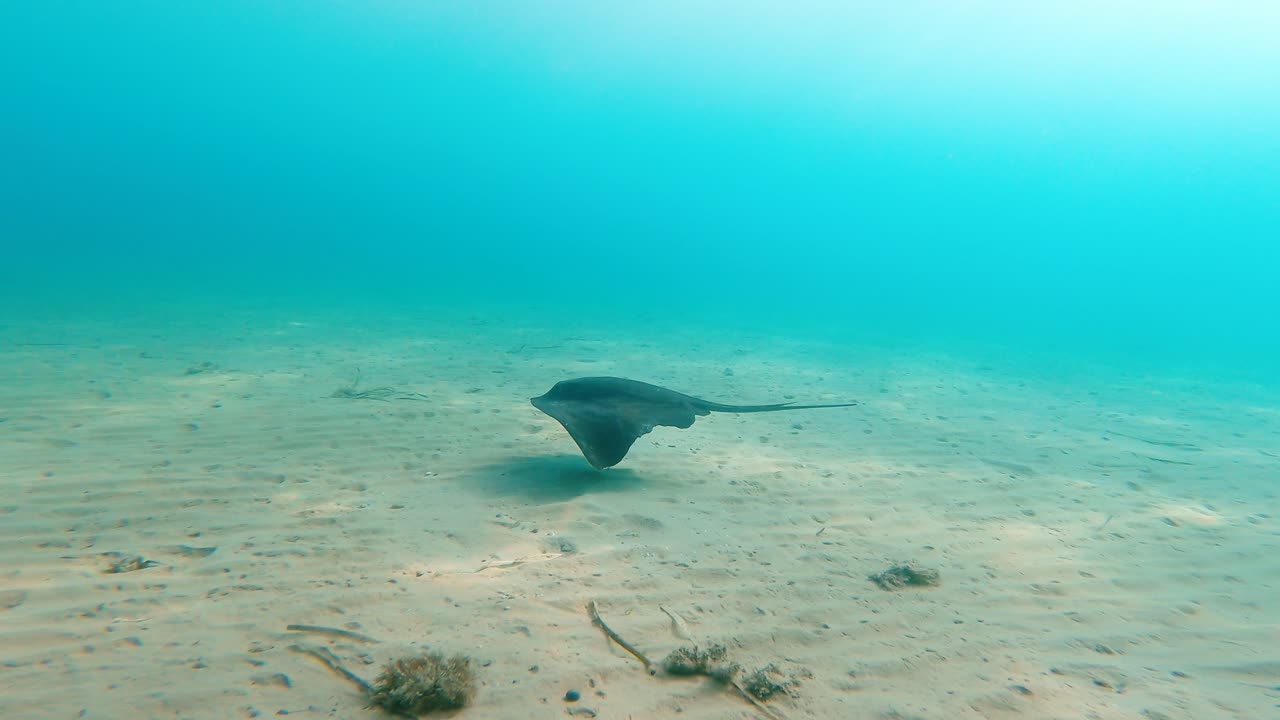 Stingray swimming in dirt water at Mil Palmeras beach in Spain in slow motion