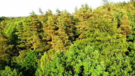 Boom-Shot-Von-Einer-Drohne-Des-Polnischen-Borealen-Waldes-Im-Pommerschen-Bezirk