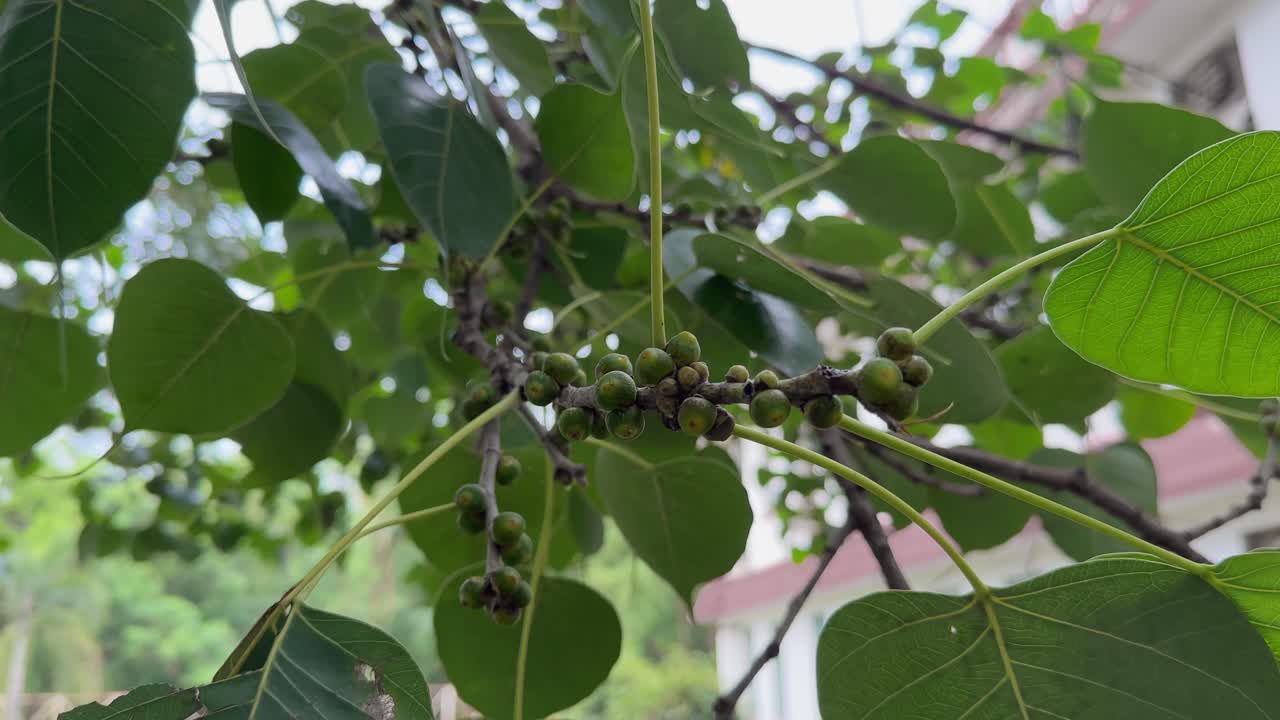 close-up view of the branches of a Sacred Fig tree (Ficus religiosa), also widely known as the Peepal or Bodhi tree, adorned with numerous small, round, green fruits