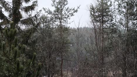 Light-snow-during-winter-in-forrest