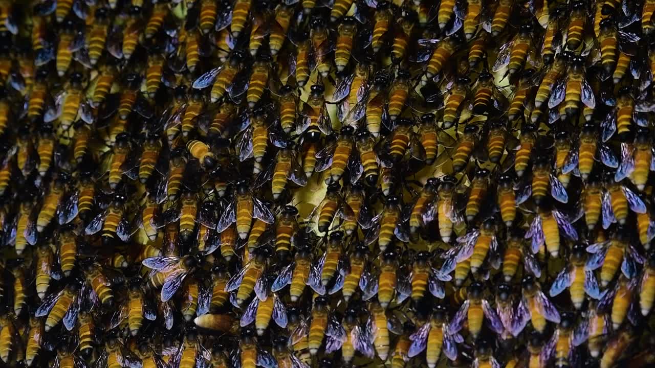 se sabe que las abejas melíferas gigantes construyen grandes colonias de nidos con bolsillos simétricos hechos de cera para almacenar miel como fuente de alimento.
