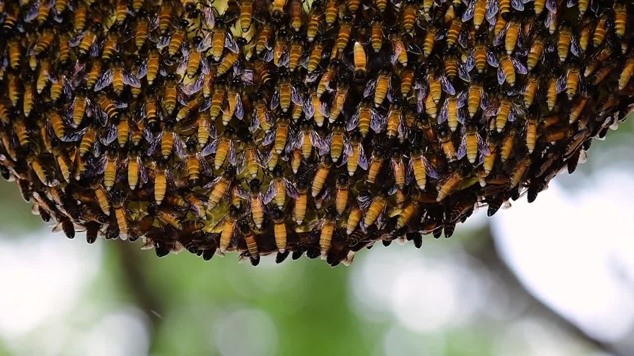 se sabe que las abejas melíferas gigantes construyen grandes colonias de nidos con bolsillos simétricos hechos de cera para almacenar miel como fuente de alimento.