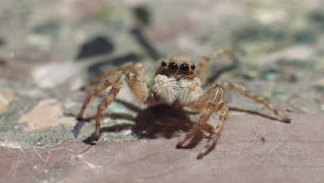 a cute jumping spider of the salticids family turns and waves at the camera with its front mandibles