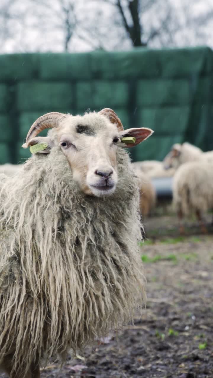 ovejas peludas en un campo