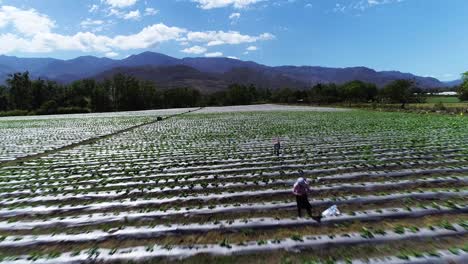 Flying-over-a-crop-field-with-farmers-in-San-Juancito,-Honduras