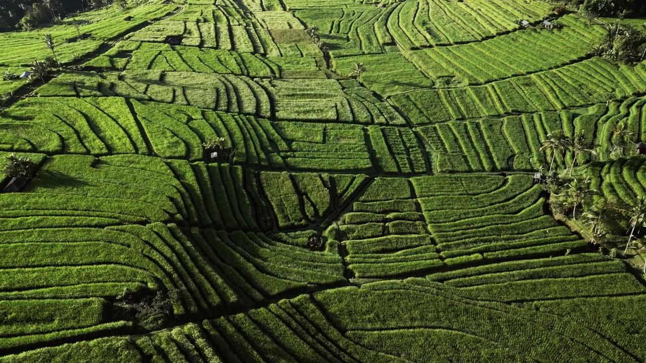 Rigogliose terrazze di riso verdi si estendono nel paesaggio con palme e sentieri tortuosi nella soffusa luce del mattino, riprese aeree con drone, Bali, Indonesia