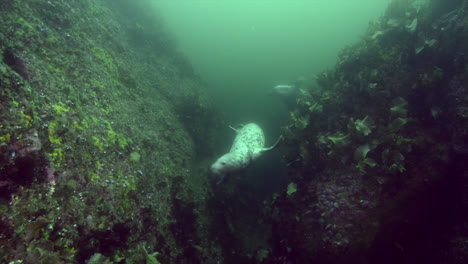 Curious-grey-seal-during-a-cold-water-dive