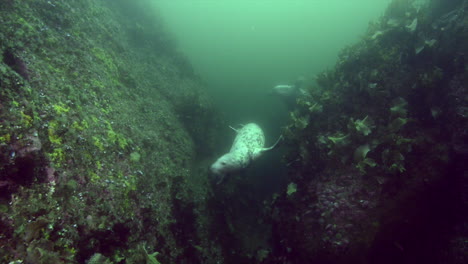 curiosa foca gris durante una inmersión en agua fría