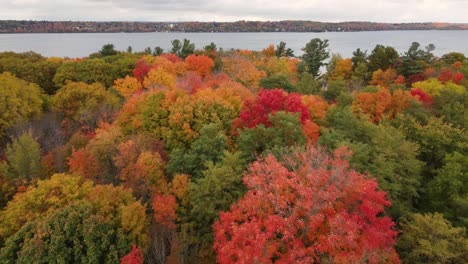 forest-treetops-in-all-colors-drone-shot