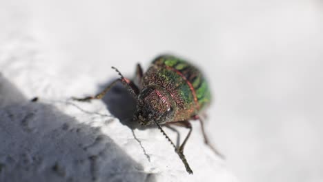 beautiful jewel beetle or metallic wood-boring isolated on white background - close up