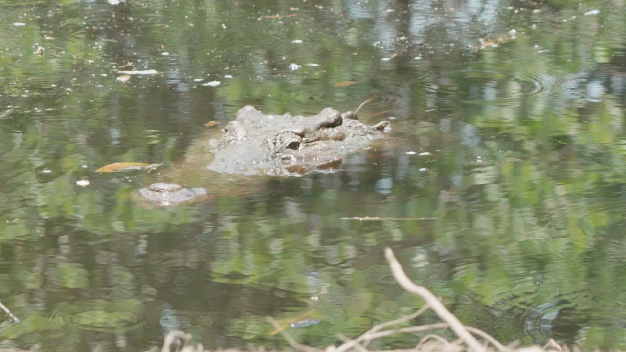 a crocodile peeking out of the water