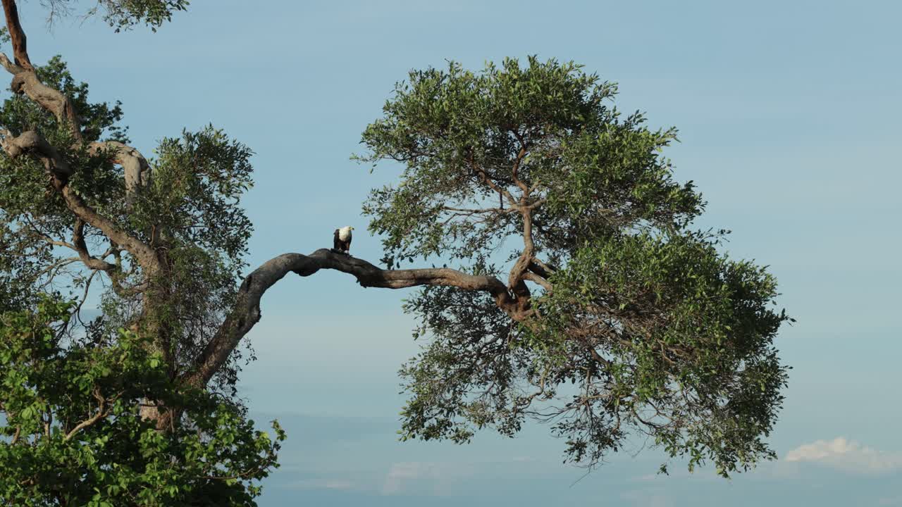 Extreme wide shot of an African fish-Eagle sitting in a tree while feeding on a fish with clear blue sky in the background, Chobe National Park