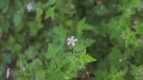 herb robert geranium robertianum forest floor jib shot