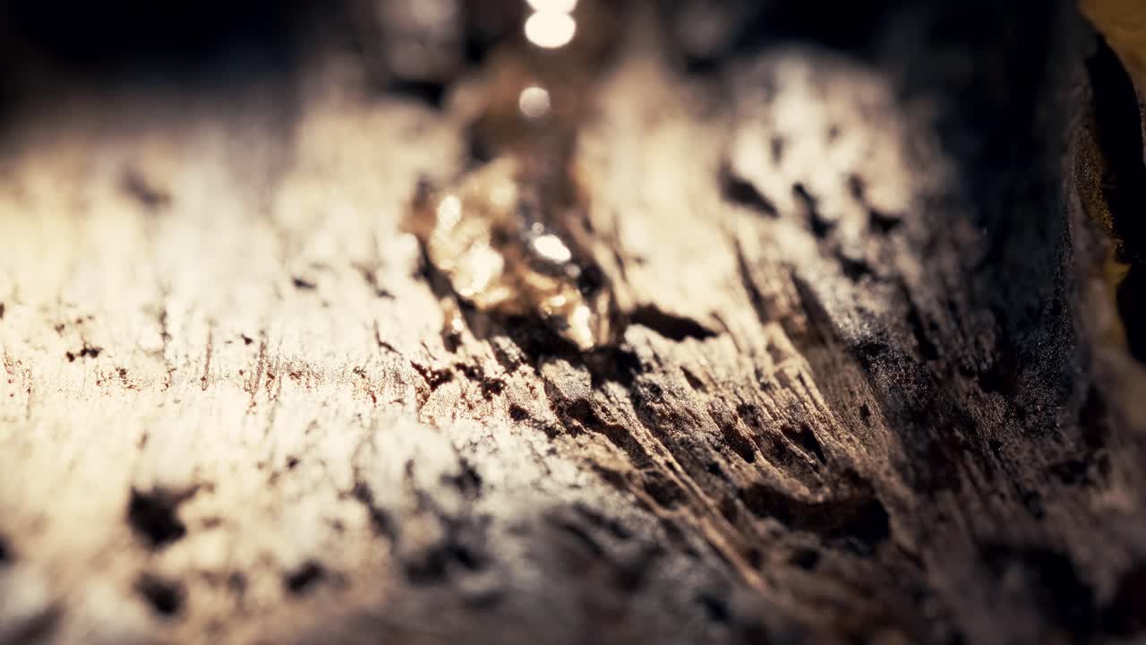 Macro slow motion shot of a resin drop slowly sliding down the textured interior of a tree trunk. Cinematic light enhances the natural detail, depth and earthy warmth.