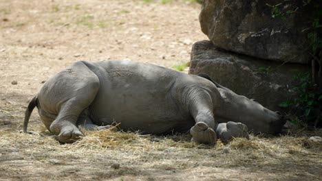 tired rhino calf sleeping in the shade of a rock during the day