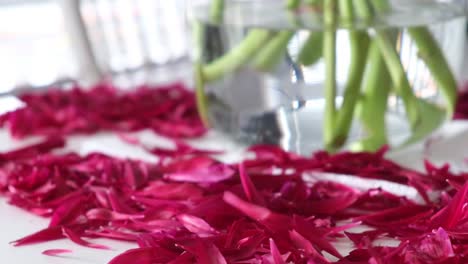 close-up indoors shot, with red petals falling on the table next to a clear vase in a bright room