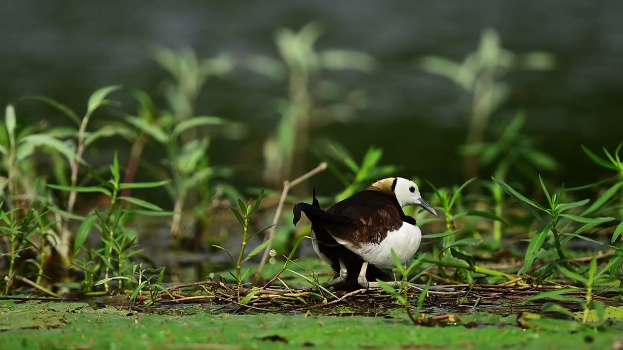 Close-up view of a nesting Pheasant-tailed Jacana displaying parent care behavior, keeping its precious clutch warm on a floating marsh vegetation mat.