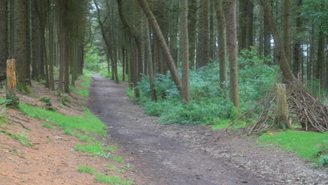 deserted pine forest pathway with bivouac frame construction and slow pan across on summer day