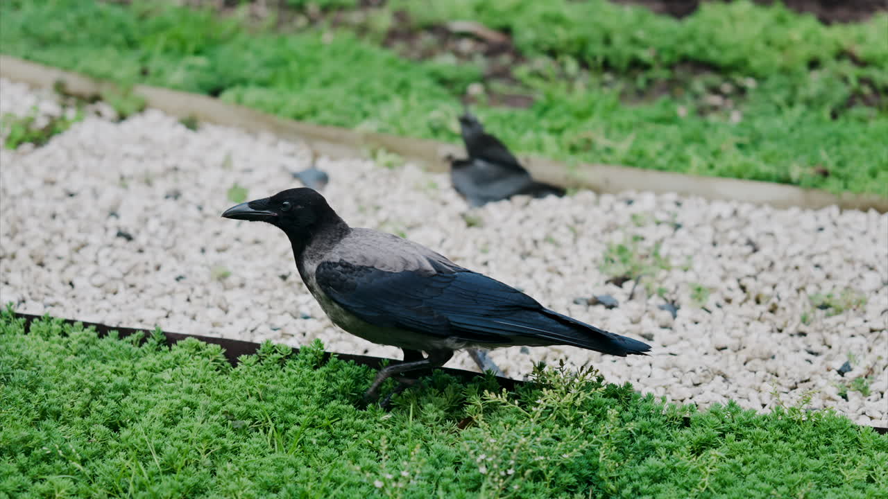 Close up of a crow walking on the grass, through a park