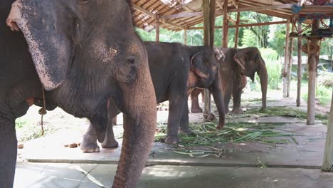 thai asian elephants in a camp eating vegetation plants and leaves while chained up in captivity on koh chang island for tourism