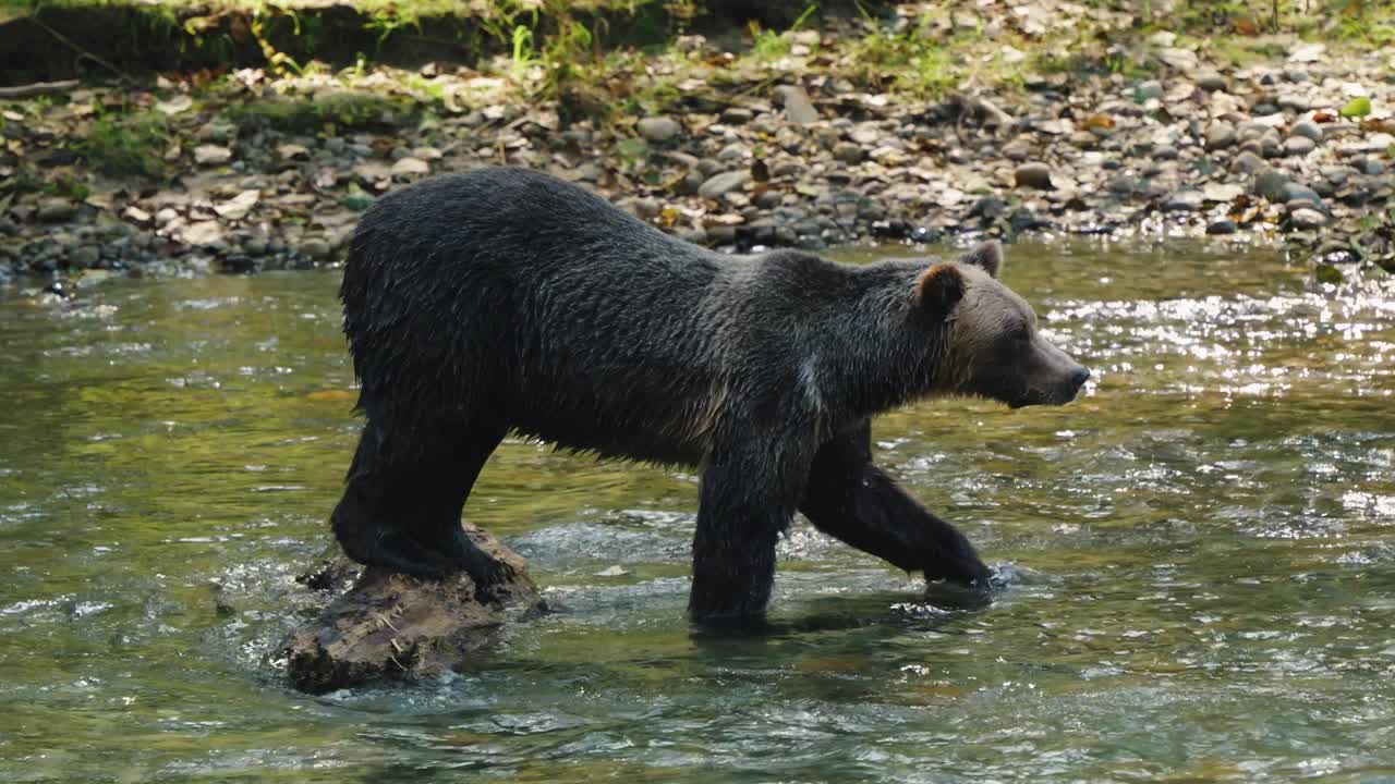 Grizzly bear looking around and walking in the middle of a river in Bute Inlet on a sunny day, British Columbia, Canada