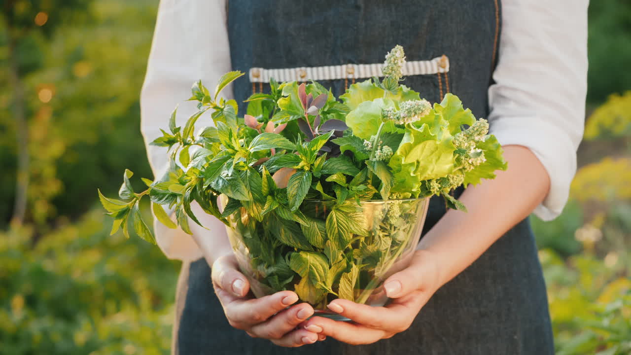 농부는 민트 멜리사와 바베리가 든 그릇을 들고 있습니다 - 청량음료와 차 1의 재료