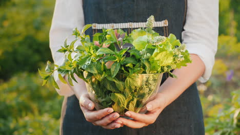 Farmer-Holds-A-Bowl-With-Mint-Melissa-And-Barberry---Ingredients-For-Soft-Drinks-And-Tea-1