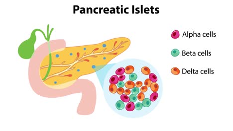 illustration of different pancreatic islet cells