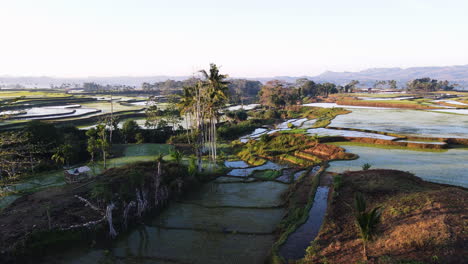 Vista-Aérea-De-Los-Campos-De-Arroz-Con-Cáscara-En-La-Isla-De-Sumba,-Indonesia.