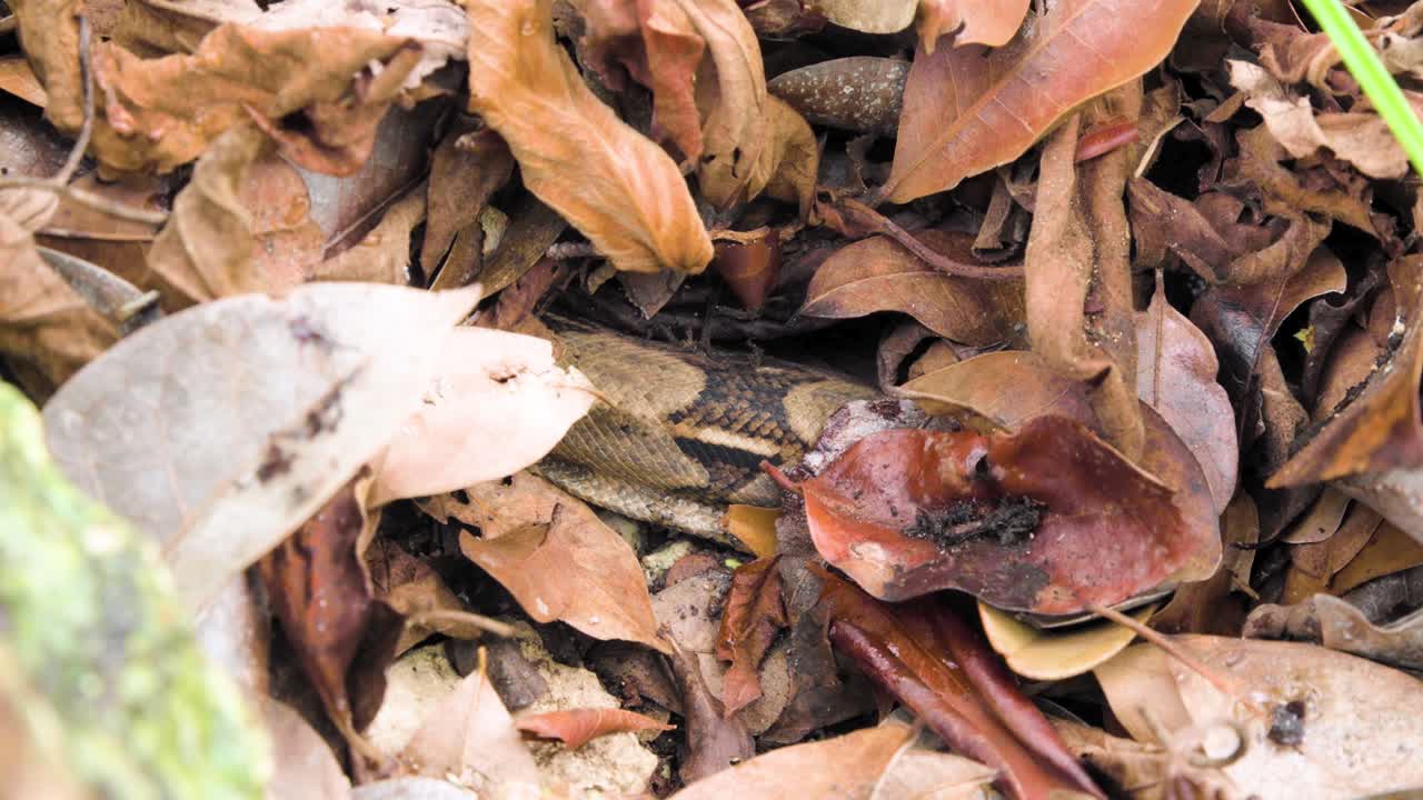 Un boa constrictor avvolto strettamente attorno a un ramo d'albero nel suo habitat naturale nella giungla. Scattato di giorno con una profondità di campo ridotta, mostrando i dettagli dei motivi del serpente e l'ambiente tropicale