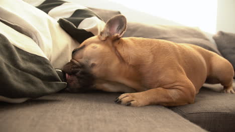 adorable bulldog francés lamiendo su juguete de goma que se atascó debajo de la almohada en el sofá