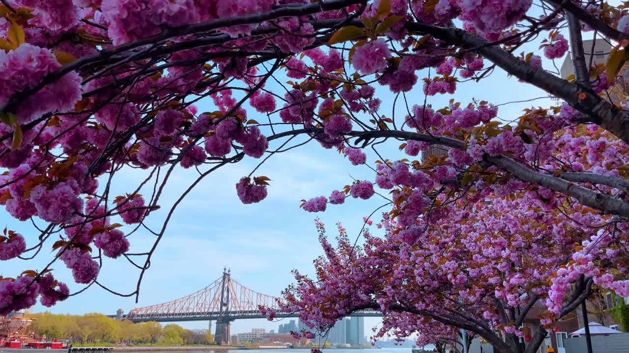 Fiori di ciliegio rosa lungo il lungomare di Roosevelt Island con il ponte cittadino. Ciliegi in fiore sulla passeggiata lungo il fiume con il Queensboro Bridge e le ciminiere della centrale elettrica sullo sfondo.