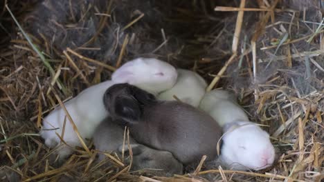 cute little sleeping rabbits in a blanket