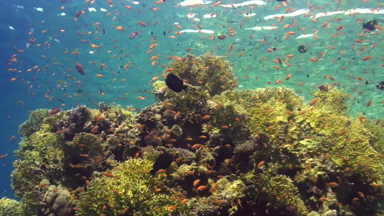 paisaje de arrecifes de coral con peces de arrecife naranja en aguas poco profundas en el mar rojo