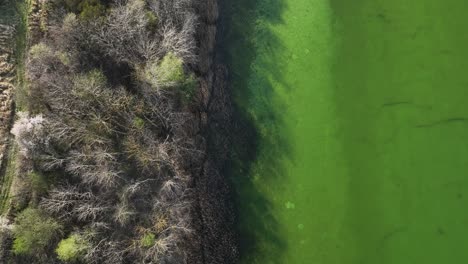 Luftaufnahme-Von-Oben-Nach-Unten-Auf-Grünes-Seewasser-Mit-Kiefernwald-In-Polen-Konin